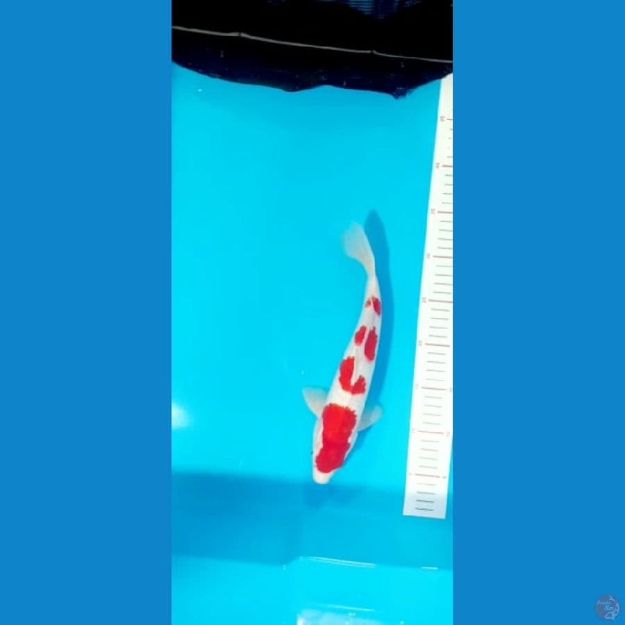kohaku 30cm stong