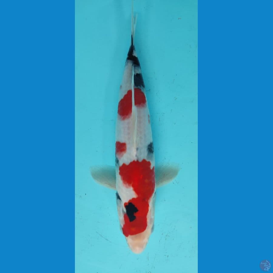 KINDAI SHOWA 23 CM