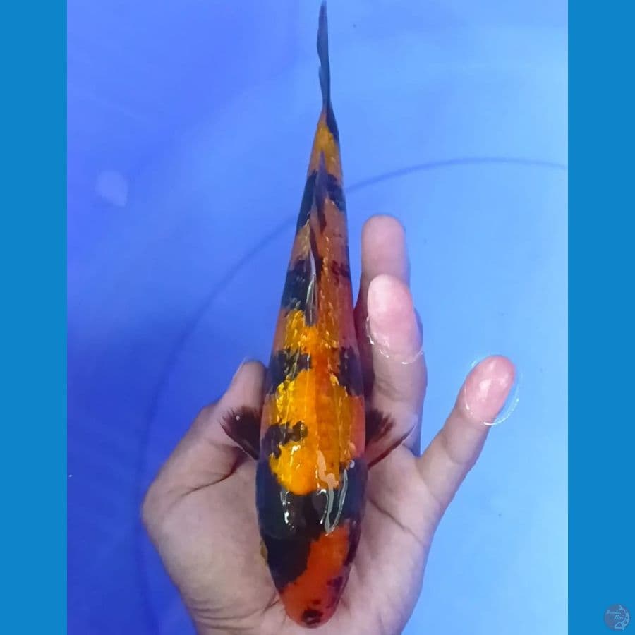 utsuri ginrin 23 cm