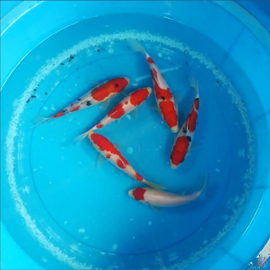 18-20cm