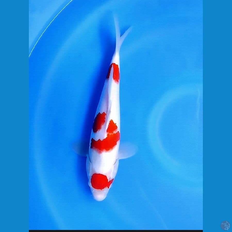 Maruten Kohaku 33Cm FM