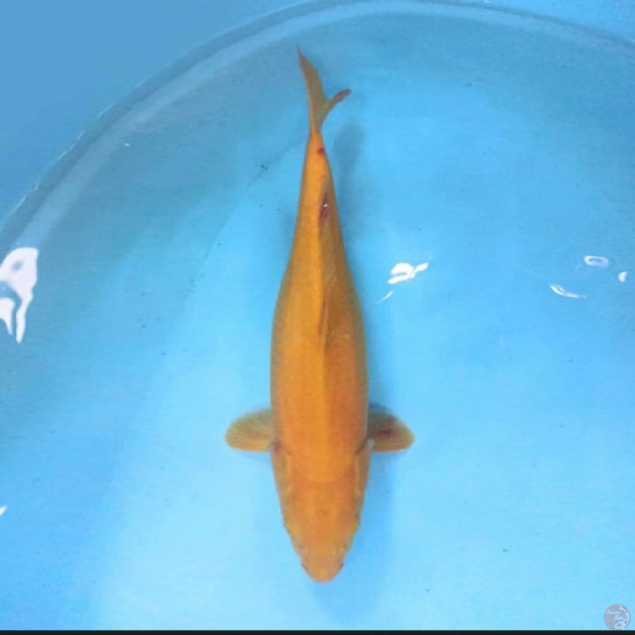 Karashi 42 cm