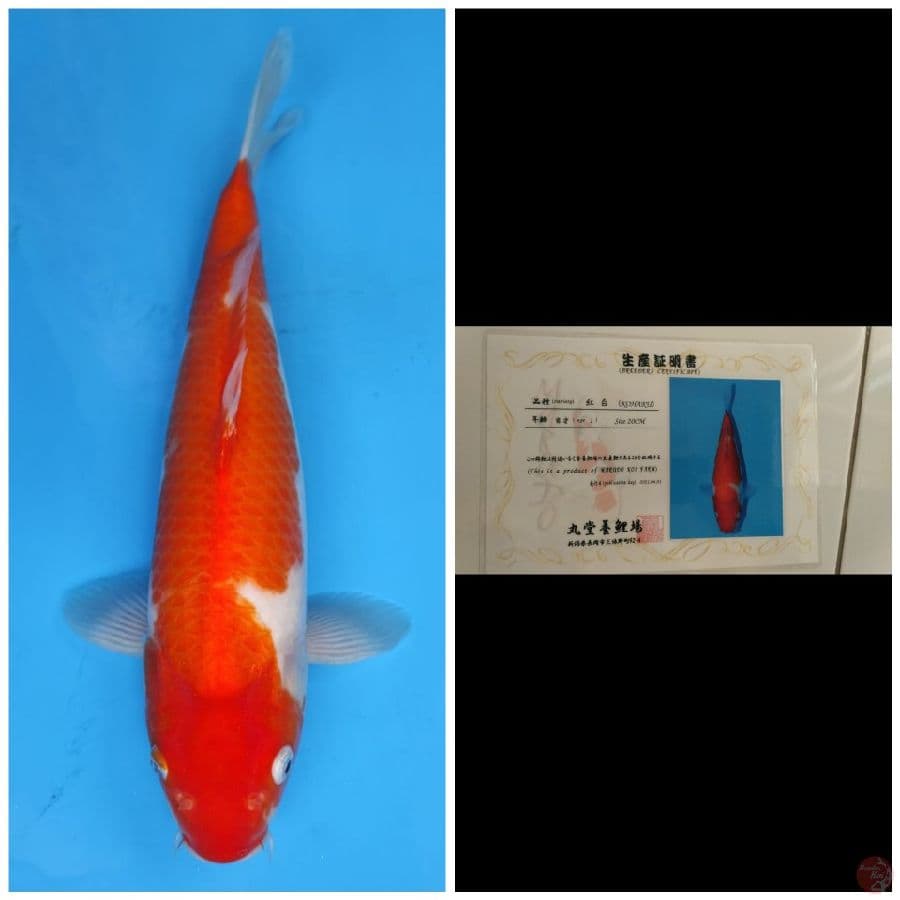 Marudo Kohaku
