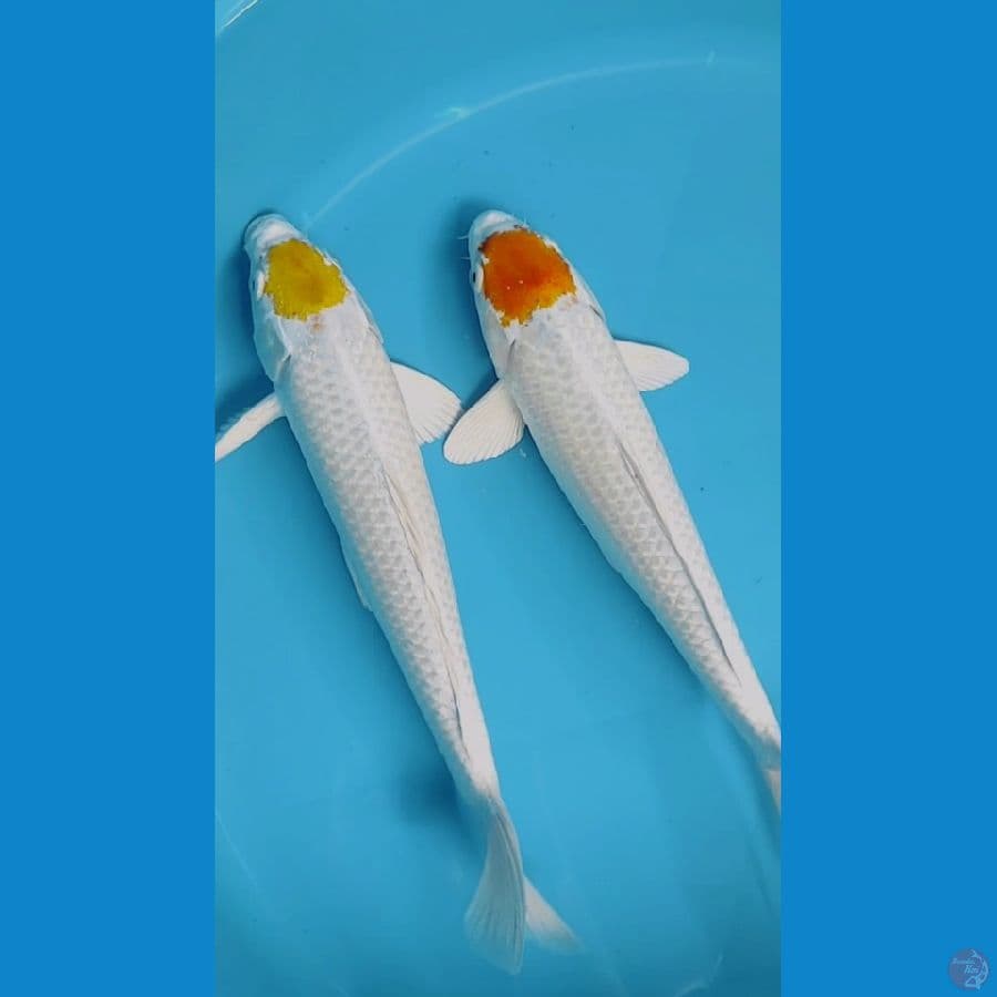 tancho hariwake 34 cm male