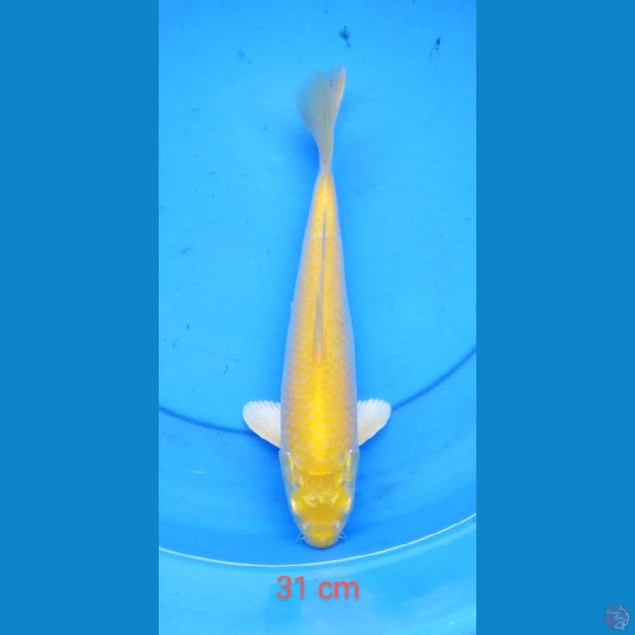 karashi mata merah 31 cm