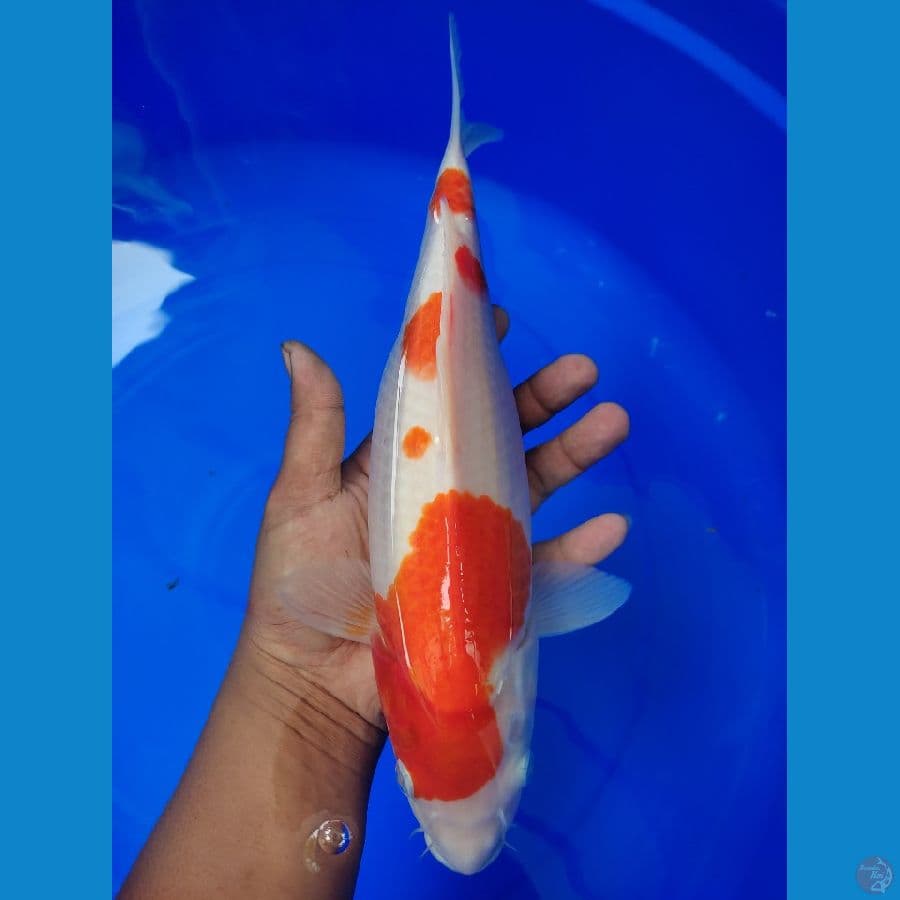 kohaku 33 cm