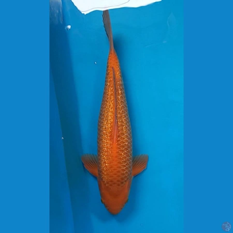 Red Karamel Ginrin 43cm Male