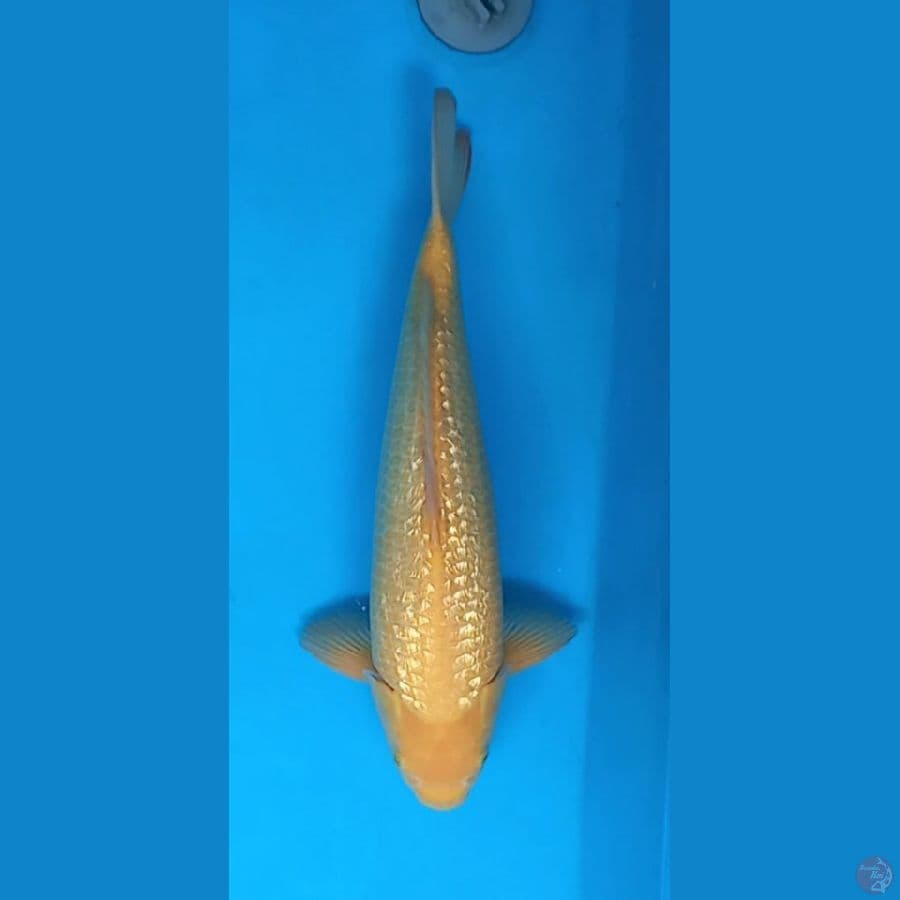 Karamel Ginrin 45cm Male