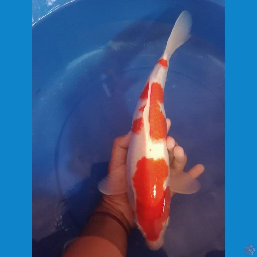 kohaku ori 35cm