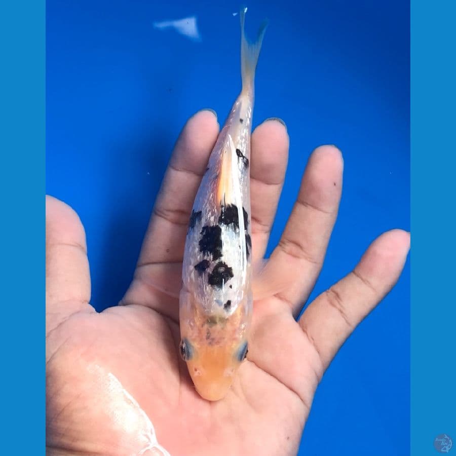 bekko ginrin 17cm