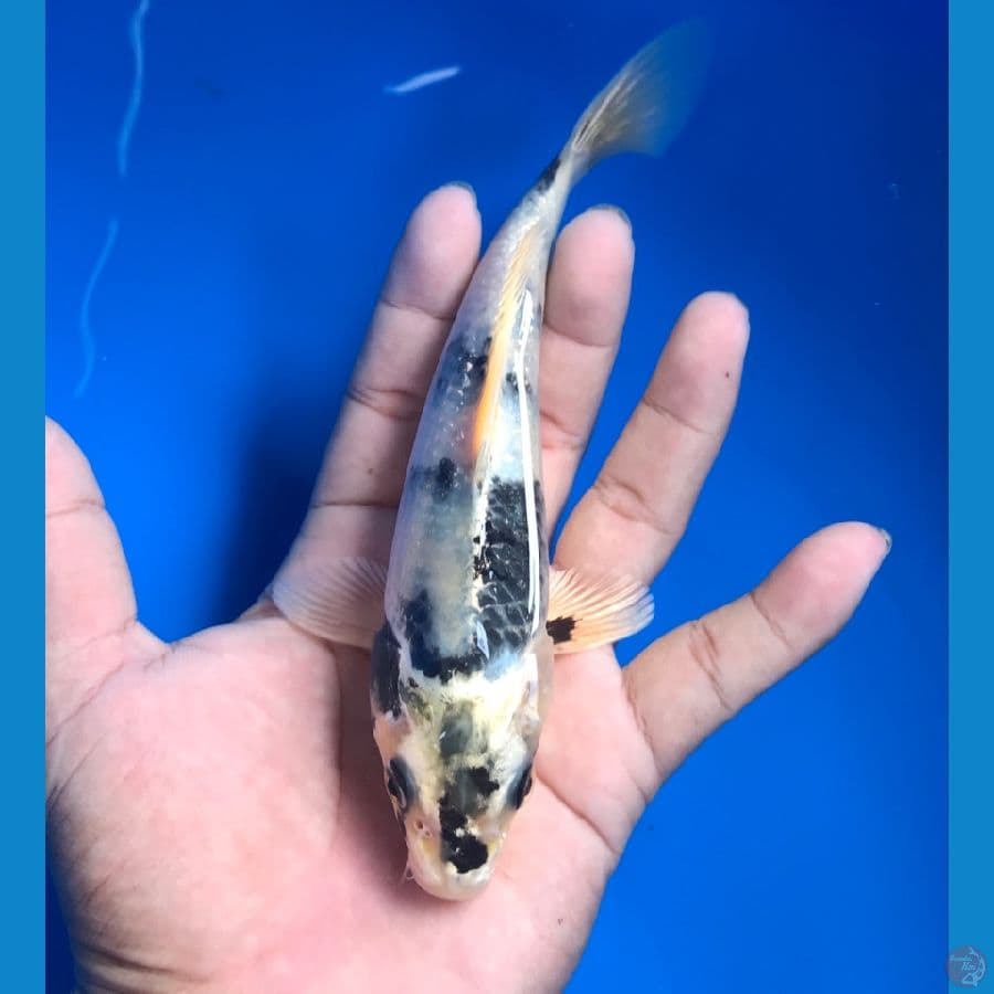 gin shiro 19cm