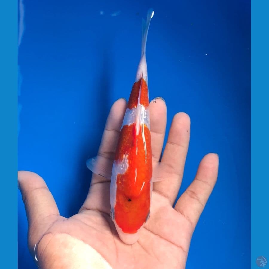 ginrin 18cm