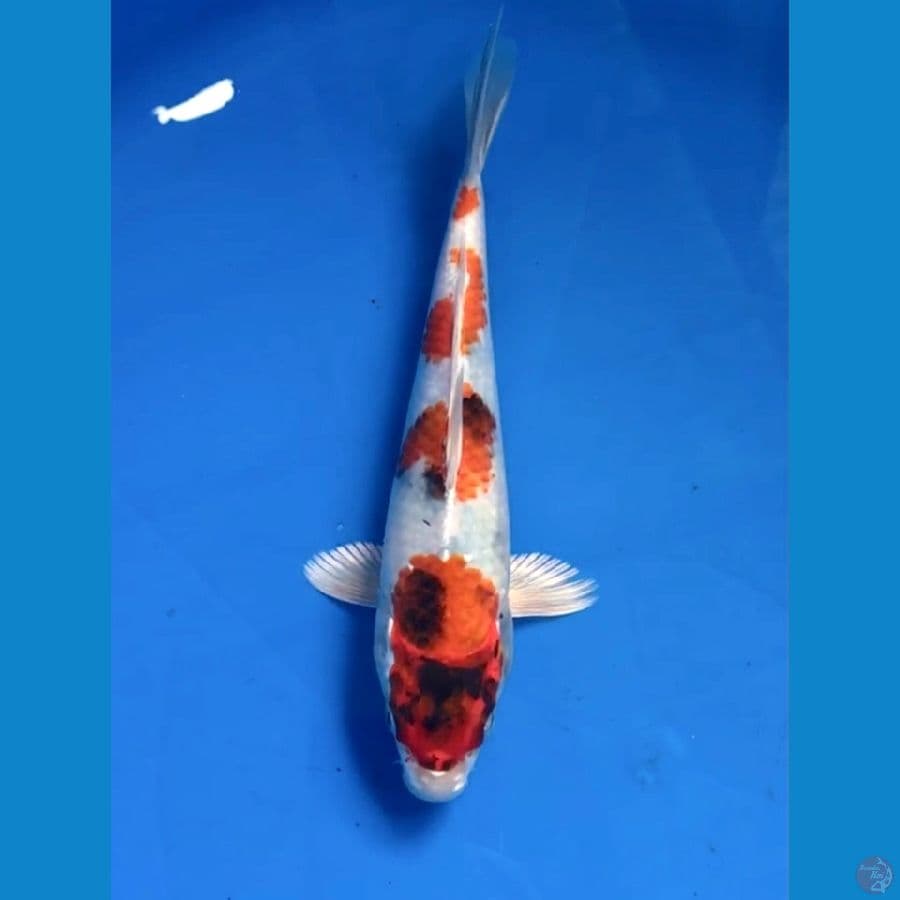 showa hikari 20cm
