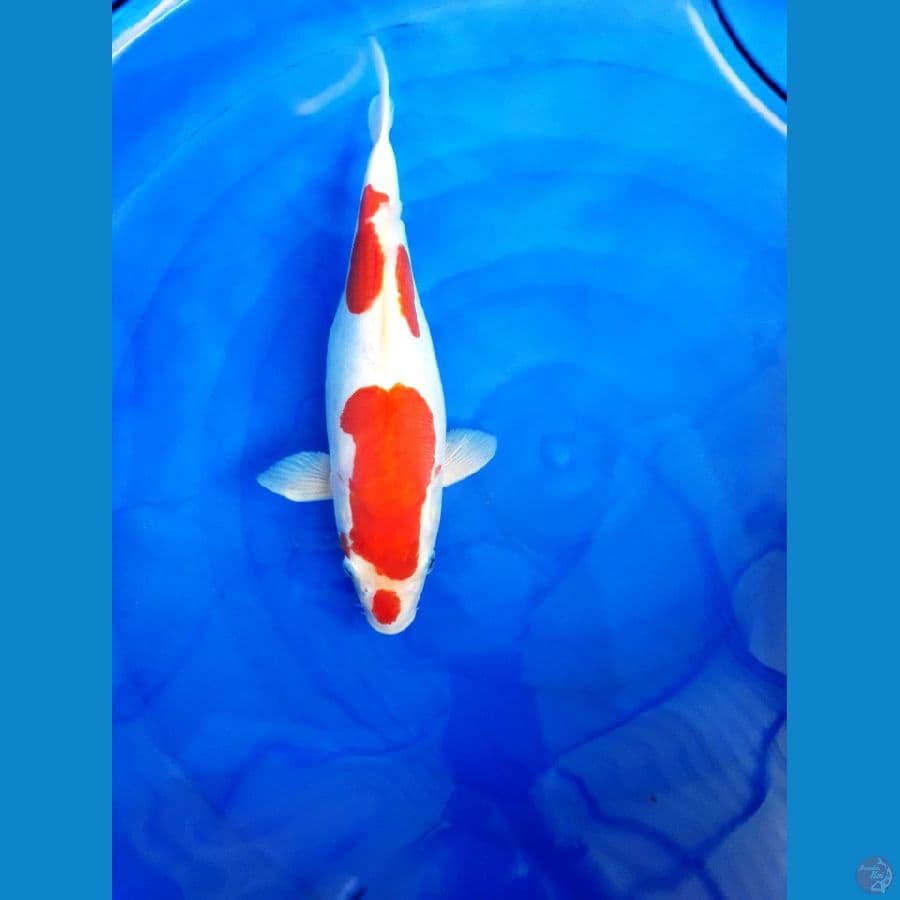 kohaku doitsu 35cm...calon indukan