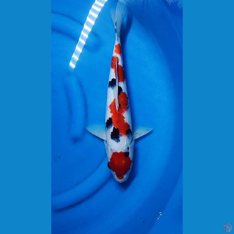 Sanke Strong 42cm