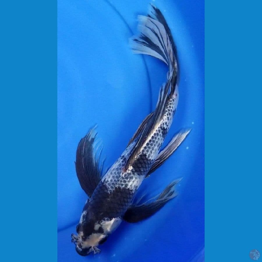 KAGE SHIRO 43 CM MALE