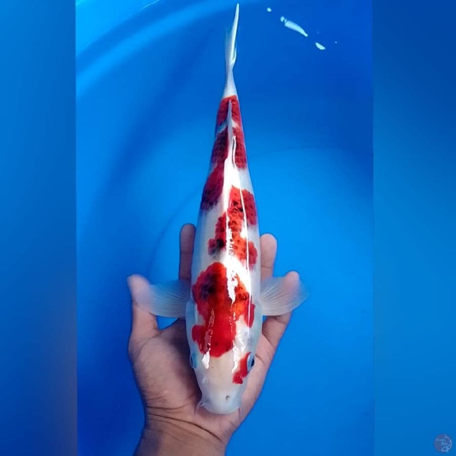 AI GOROMO 36CM