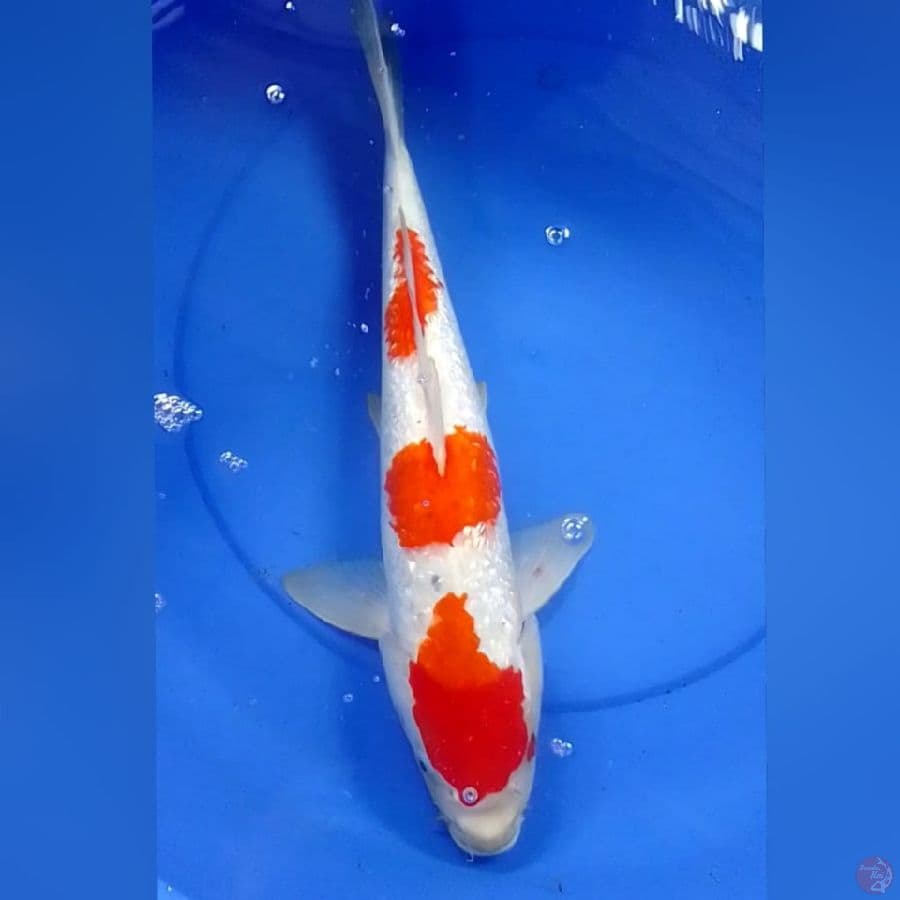 KOHAKU GINDRIN 47CM