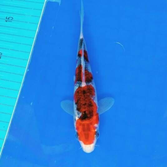 Goshiki 20cm