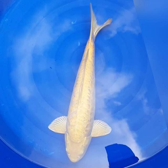 JUMBO KARASHI ARAGOKE MALE