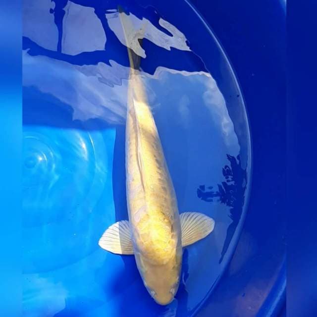 JUMBO KARASHI ARAGOKE MALE