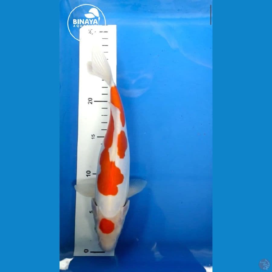 Kohaku doitsu - 29cm