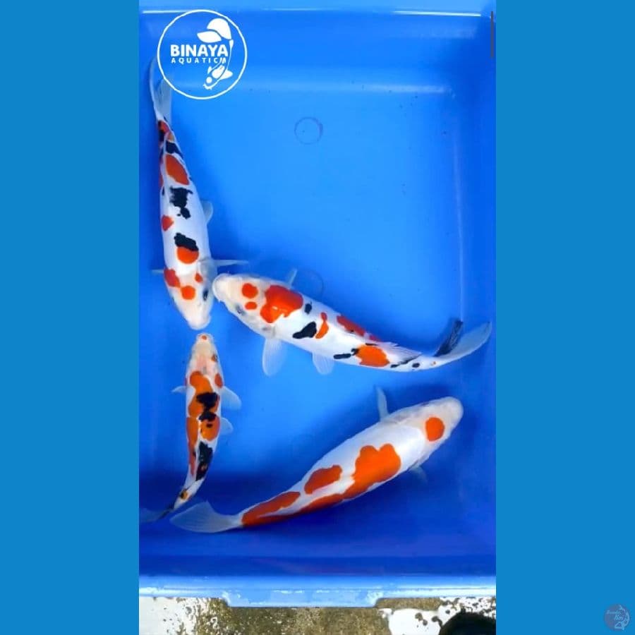 Doitsu 15 - 27cm