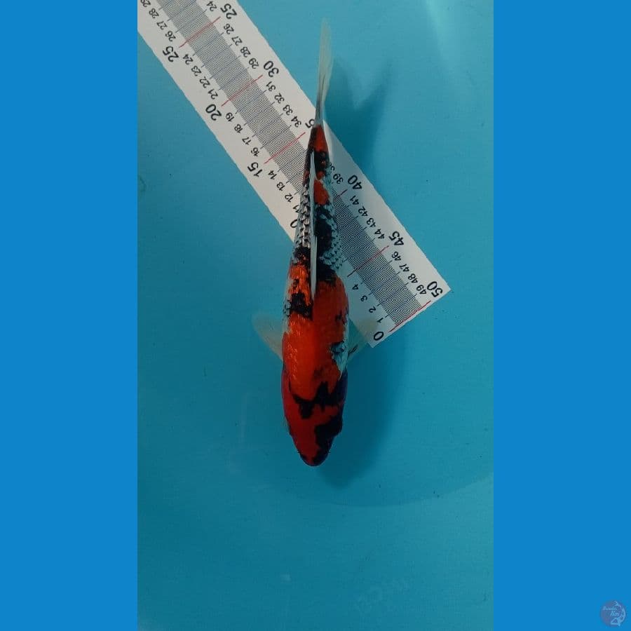showa 29 cm