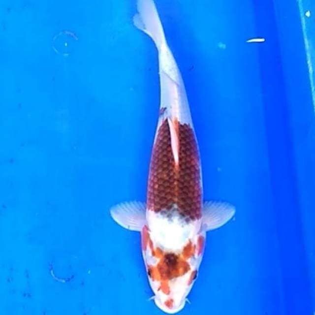 Goromo