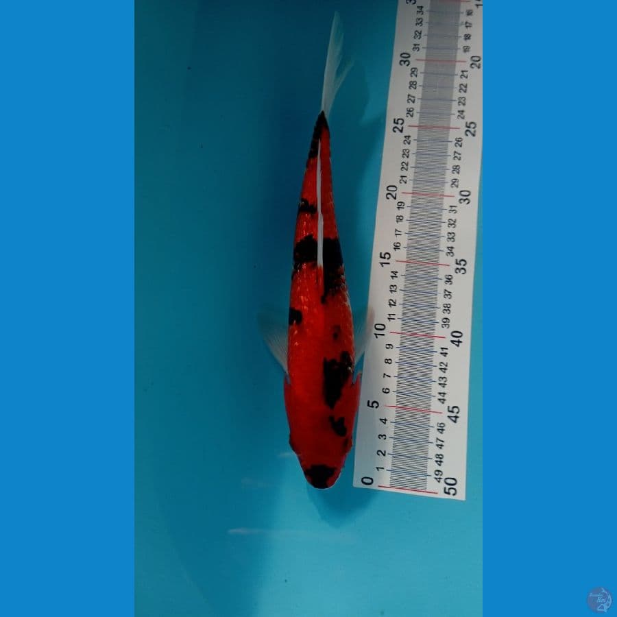 hi showa ???? 31 cm