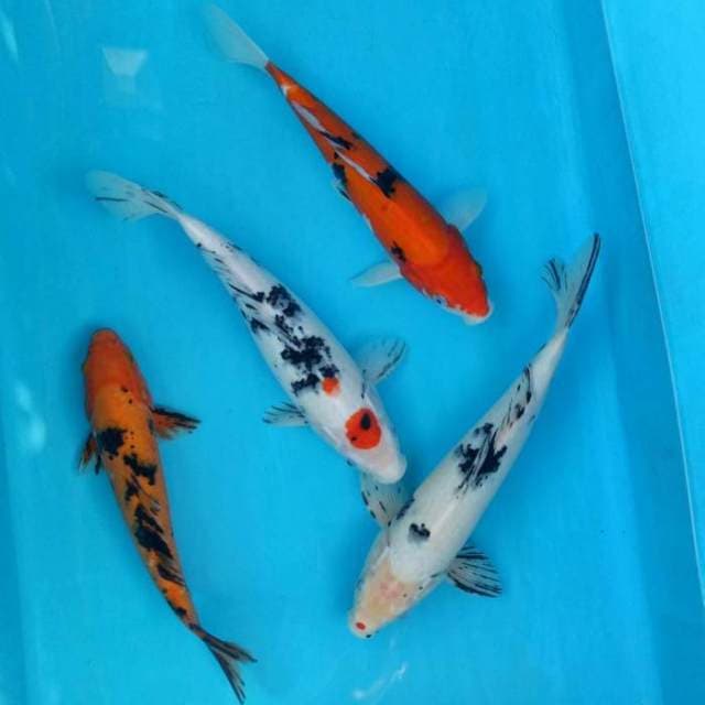 Mix bekko, aka bekko, sanke, tancho
