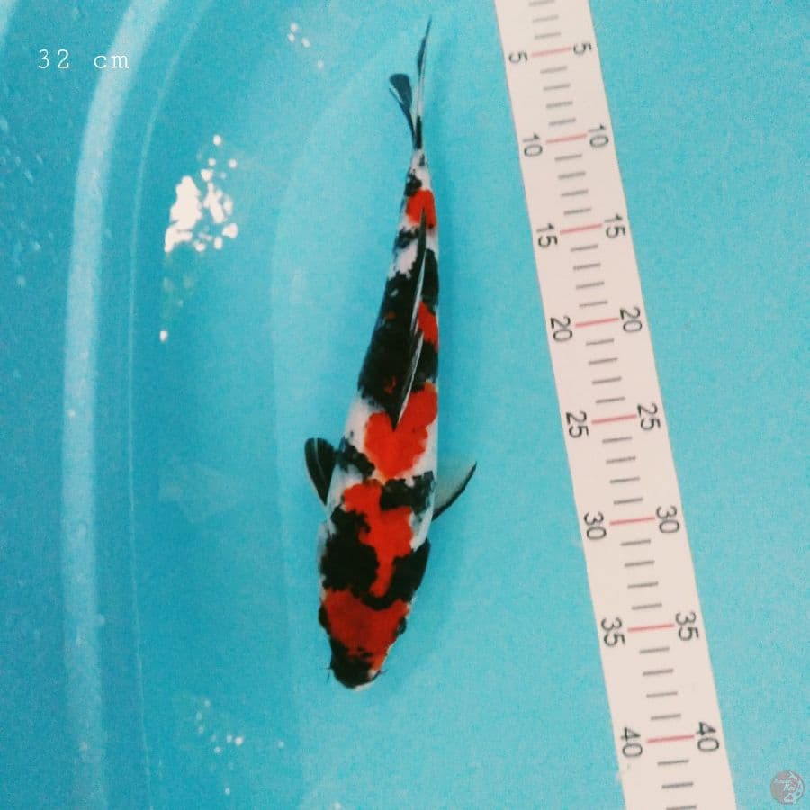 Showa 32 cm