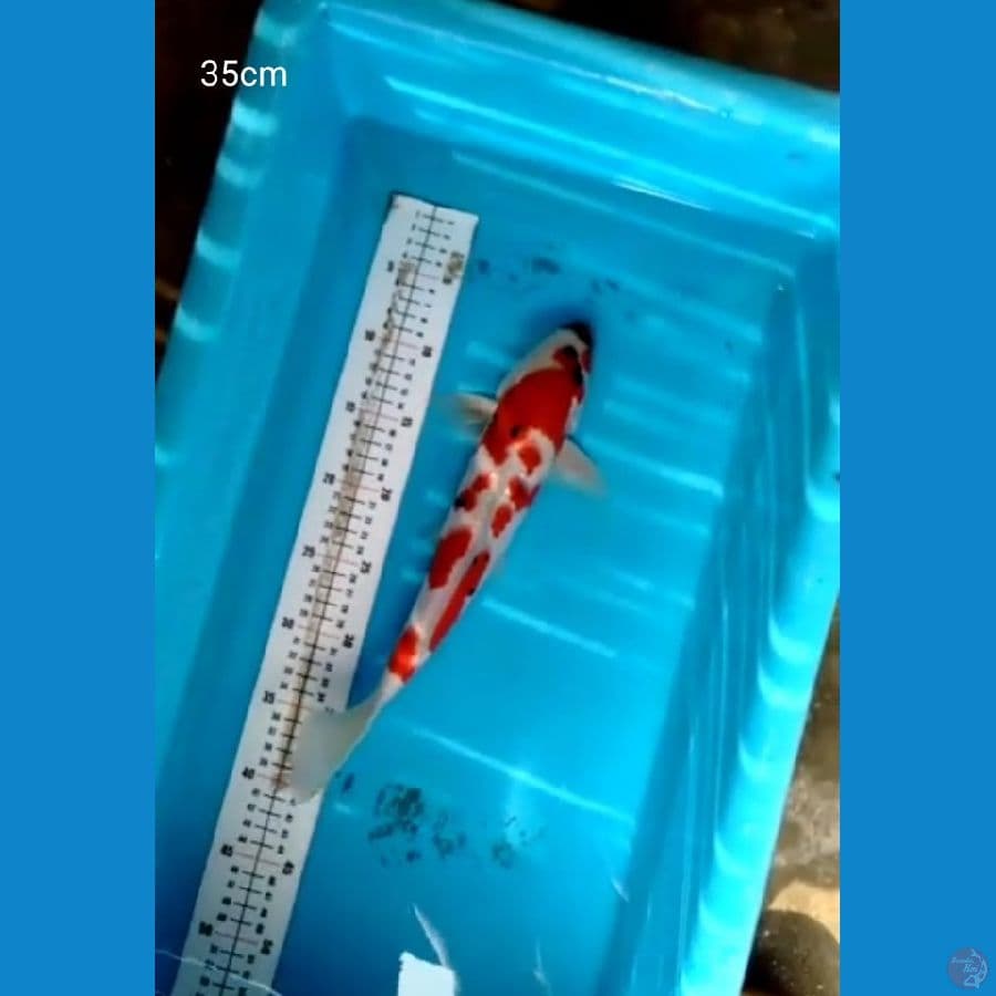 Kindai Showa Jantan 35cm