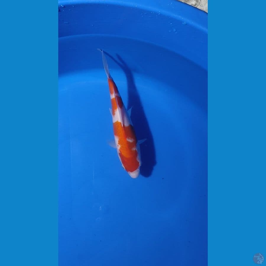 kohaku