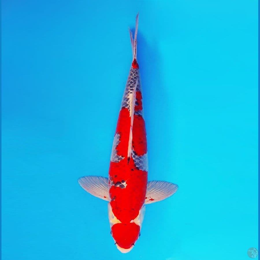 ASAHI LAVA 2 ~ Goshiki Strong 49 cm/fm ™