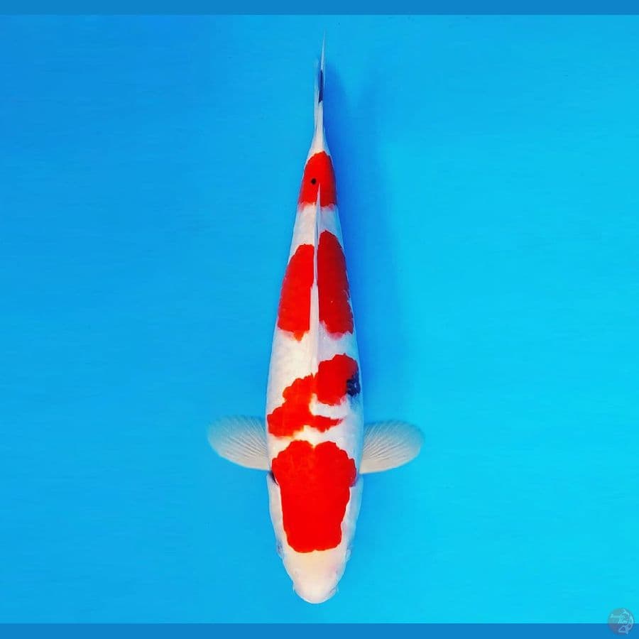 FURY 3 ~ Sanke 36 cm/male ™