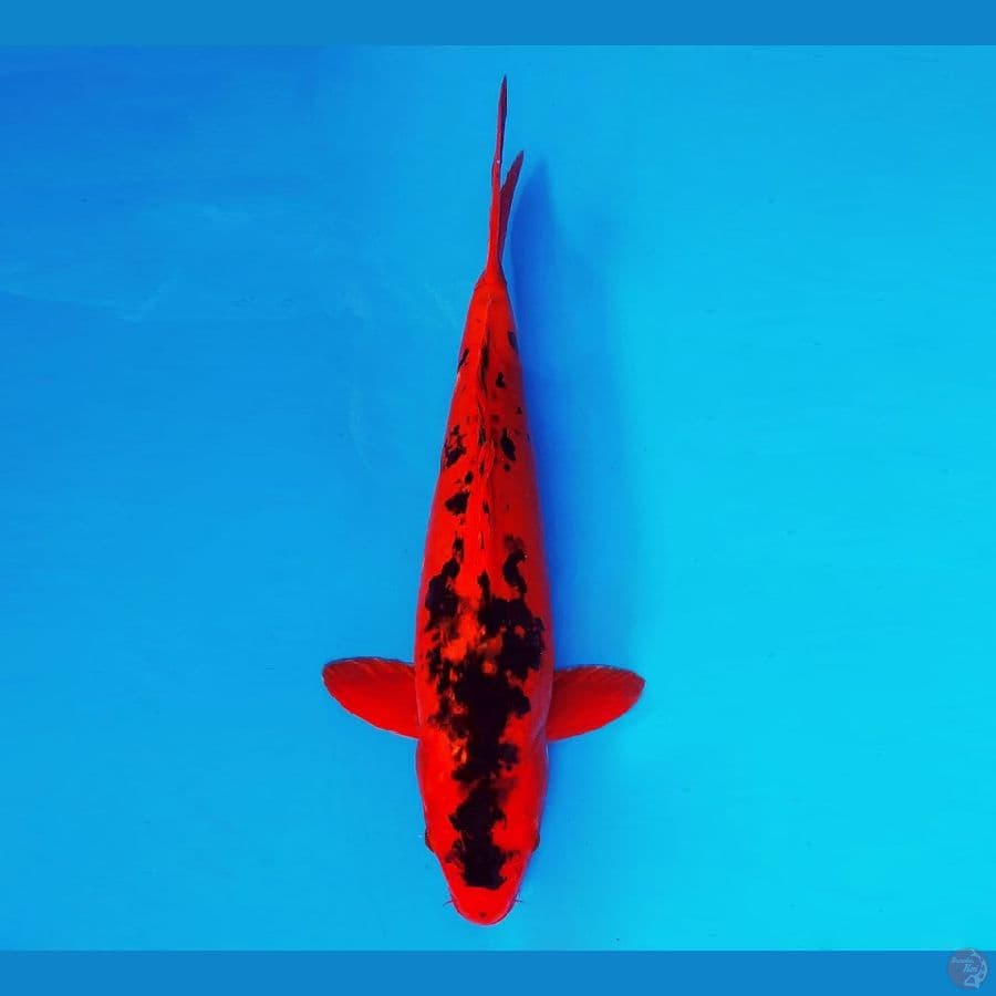AKAI SATAN 4 ~ Kawarimono 36 cm/fm ™
