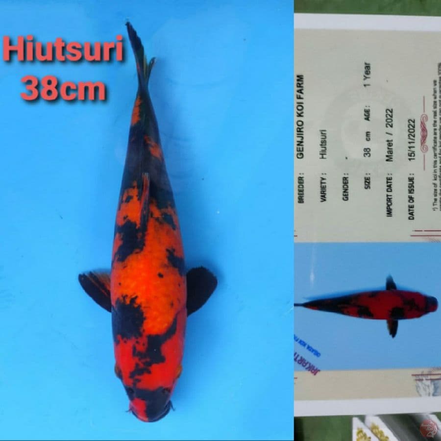 GENJIRO HIUTSURI 38CM SERTI
