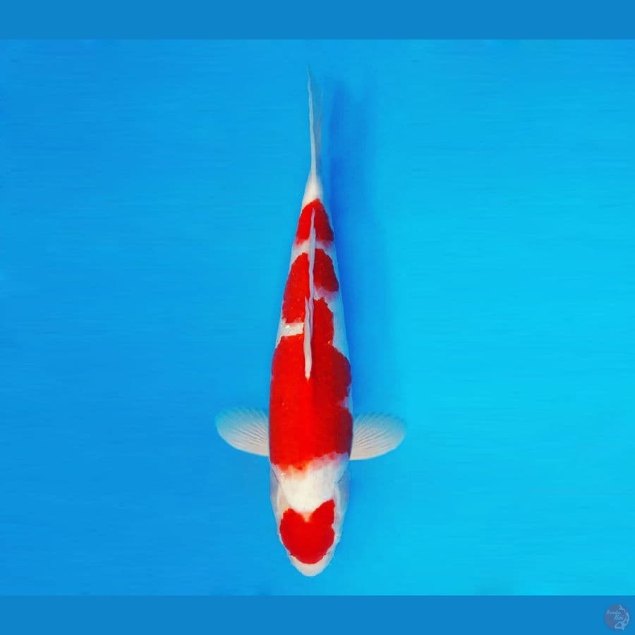 FURY 6 ~ Kohaku 35 cm/fm ™