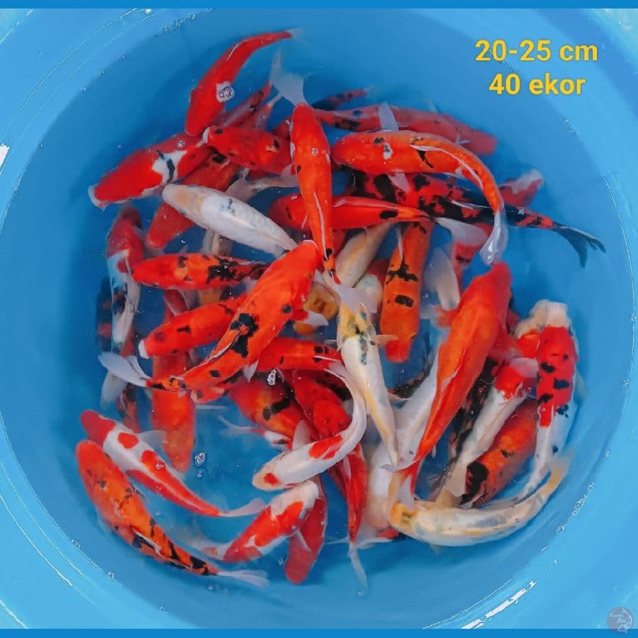 mix showa doit n sanke20-25 cm 40 ekor