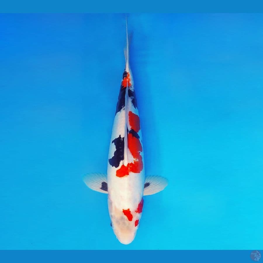 FURY 8 ~ Kindai Showa 40 cm/fm ™
