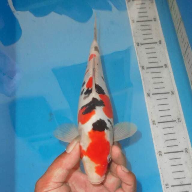 DALMATION SANSHOKU TSUBOSUMI