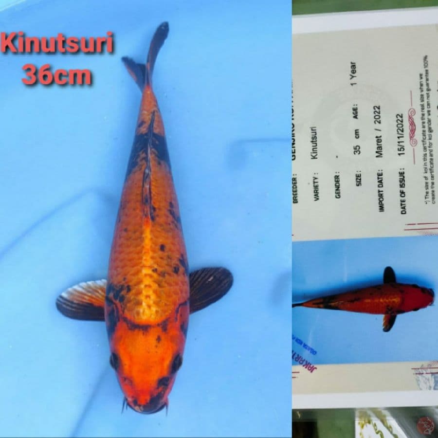 GENJIRO KINUTSURI 36CM SERTI