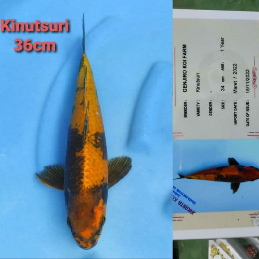 GENJIRO KINUTSURI 36CM SERTI