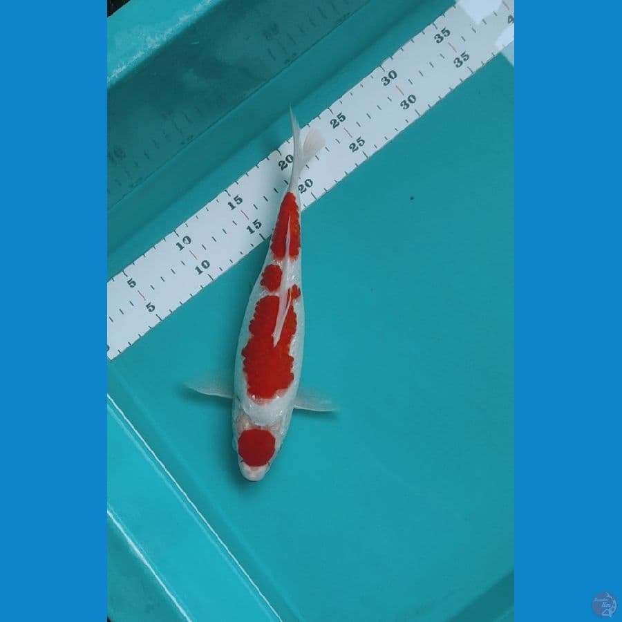 MARUTEN GINRIN 27CM