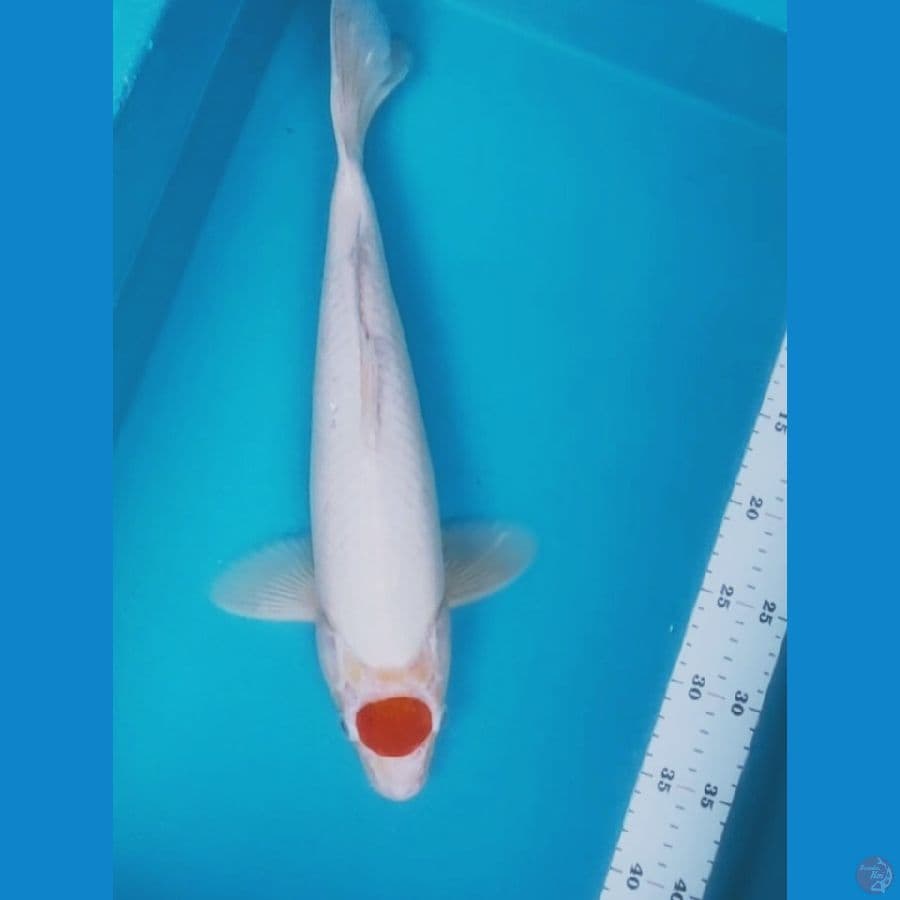 TANCHO KOHAKU 42CM