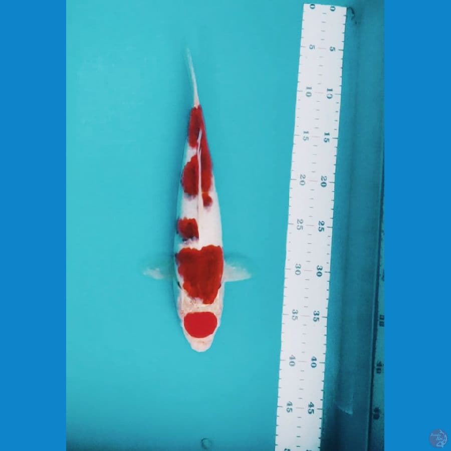 AIGOROMO MANTAB 33CM/Male