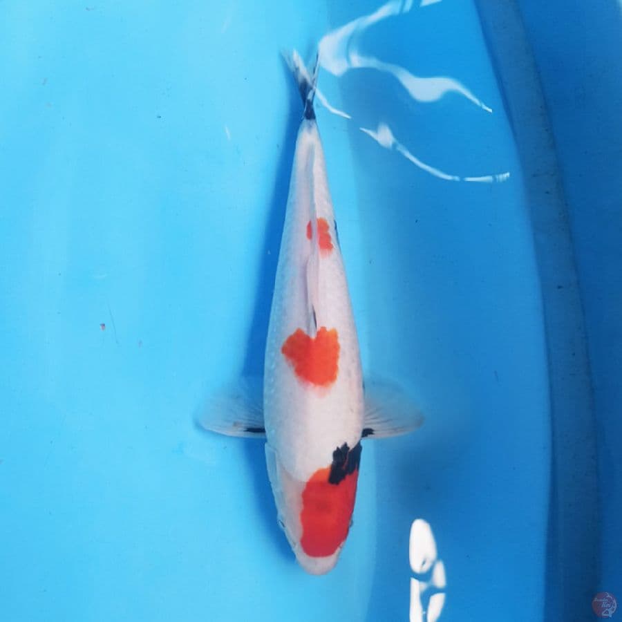 Kindai Showa 33 cm