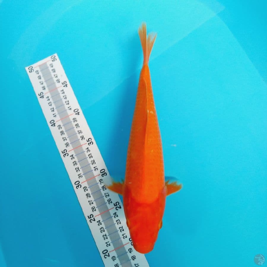 RED KARASHI//31CM