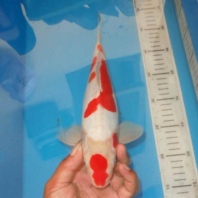 KOHAKU RED DEVIL